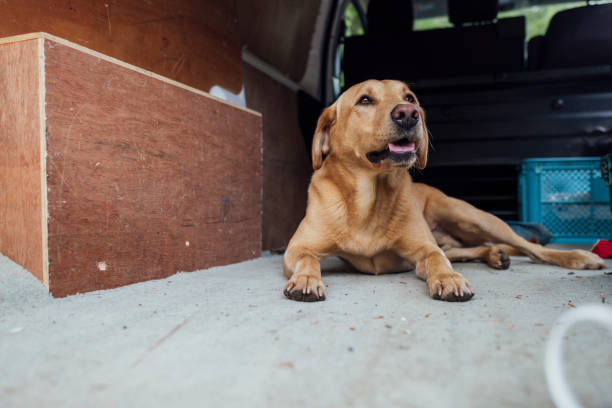 A close up view of a Labrador Retriever sitting in the back of a van for a journey through Northumberland, England.