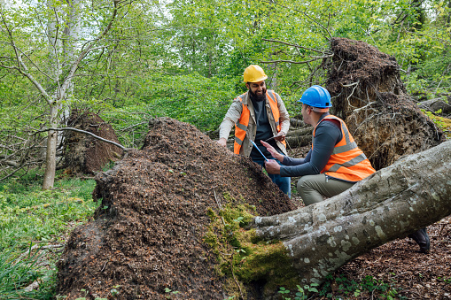 Full length view of two male tree surgeons standing together discussing plans and strategies. They are wearing work attire, hard hats and hi-vis jackets while surrounded by towering trees in a forest in Northumberland, North East England. They are examining a fallen tree from a forest floor.