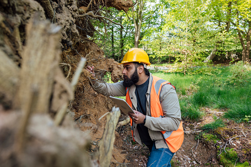 Three quarter length view of a young male tree surgeon. He is wearing work attire, a hard hat and hi-vis jacket while surrounded by towering trees in a forest in Northumberland, North East England. He is examining a fallen tree from a forest floor while holding a digital tablet.