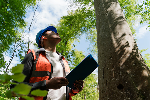 Side view waist up of a mid adult male tree surgeon. He is wearing work attire, a hard hat and a hi-vis jacket while surrounded by towering trees in a forest in Northumberland, North East England. He is examining a tall tree in the forest while holding a clipboard to take notes.
