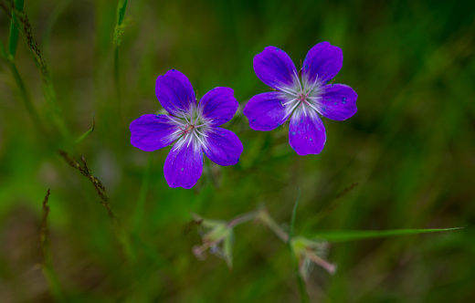 Close-up of two blue blooming flowers of Geranium sylvaticum