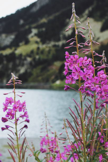 istock flowers in Nuria Valley 2078058570