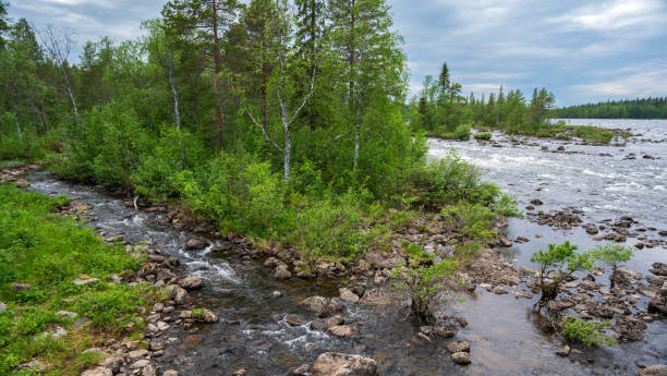 istock Northern river in dense green forest with cloudy sky. 2078062221