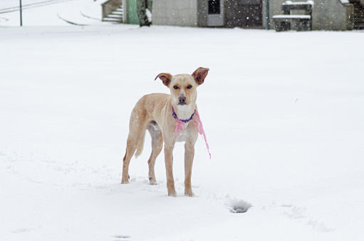 full body portrait of a dog standing still in the snow looking at the camera, winter concept