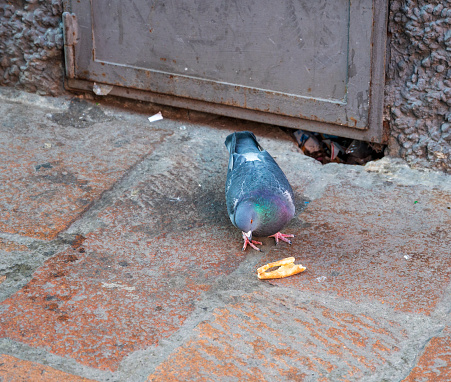 Pigeon eats piece of pastries on pavement in the city