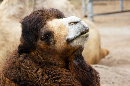 Cute brown camel in a zoo is looking at the camera