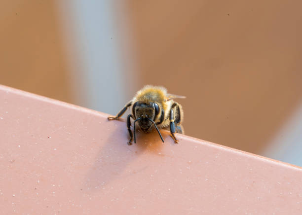 A honey bee lying on the ground.