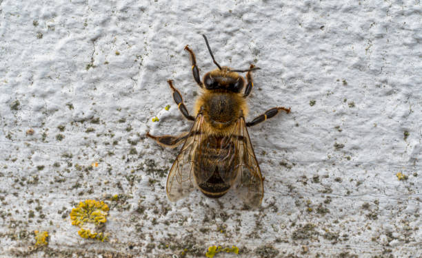 istock Detail of a bee on white wall. Blurred background. 2078106423