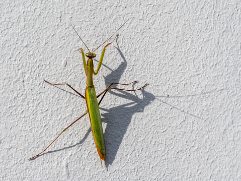 Detail of the green praying mantis walking on the white wall. Blurred background.
