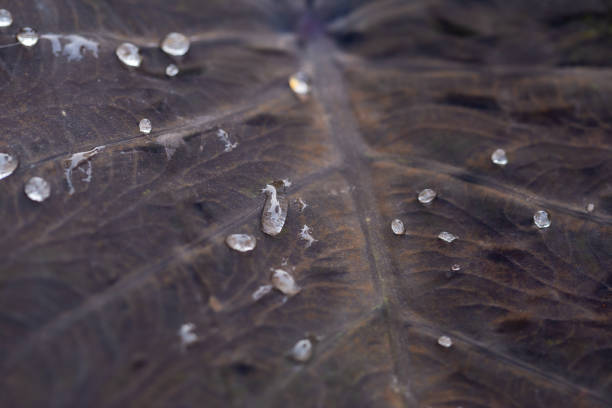 Large green leaves with drops of transparent rain water close-up. Beautiful texture of leaves in nature