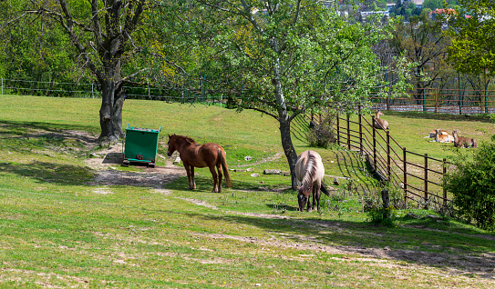 Two horses are grazing on a green meadow with trees