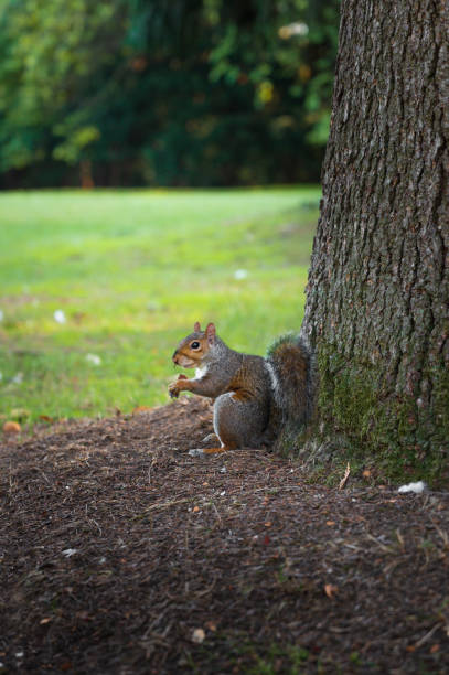 istock Squirrel in Monza park, Lombardia, Italy 2078130225