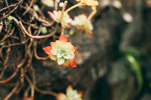 New garden flower plants grown in spring season