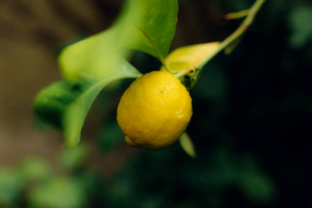 Man hand holding fresh lemon with dewdrops hanging on the branches