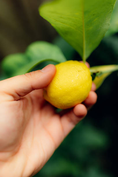 istock Man hand holding fresh lemon with dewdrops hanging on the branches 2078131342