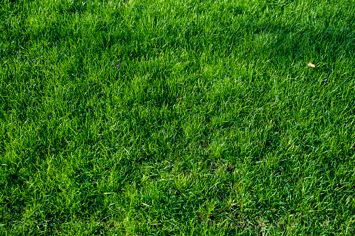 Detail of green mowed lawn