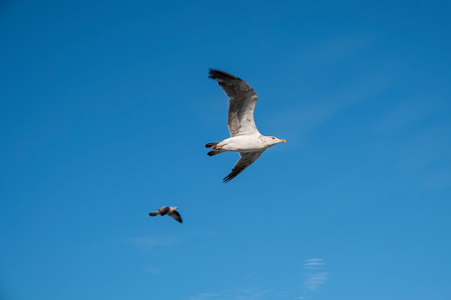 Seagull is flying with Istanbul cityscape background.