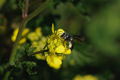 Side view of female Andrena bee collecting pollen on white mustard plant, Sinapis alba, Spain
