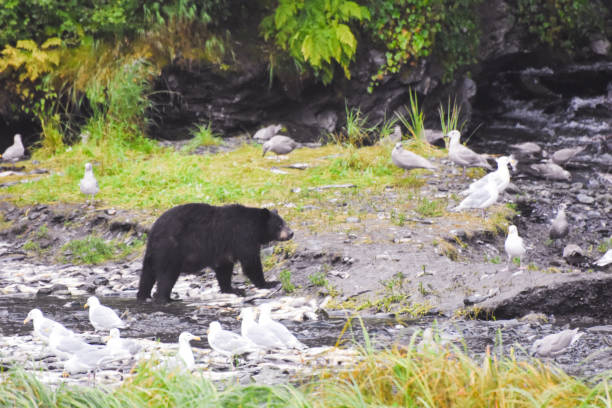 A black bear takes advantage of the spawning salmon. Tired and warm out, these fish do not put up much of a fight. The fish are easy pickings for the bear. The bears of Valdez, Alaska have many fish to chose from.