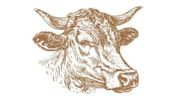 Vector illustration of Cow, bull, beef. Vintage retro print