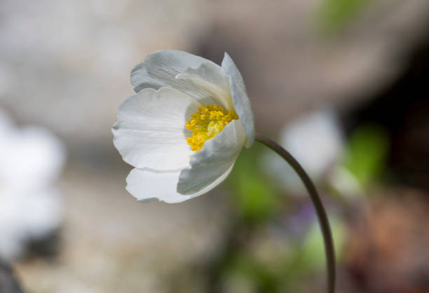 Macro sunny spring