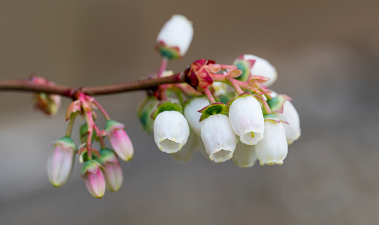 Apple Blossoms and leaves cut out on white background