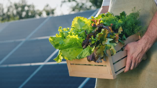 Farmer holds a box of lettuce and greenery against the background of solar power plant panels. Side view