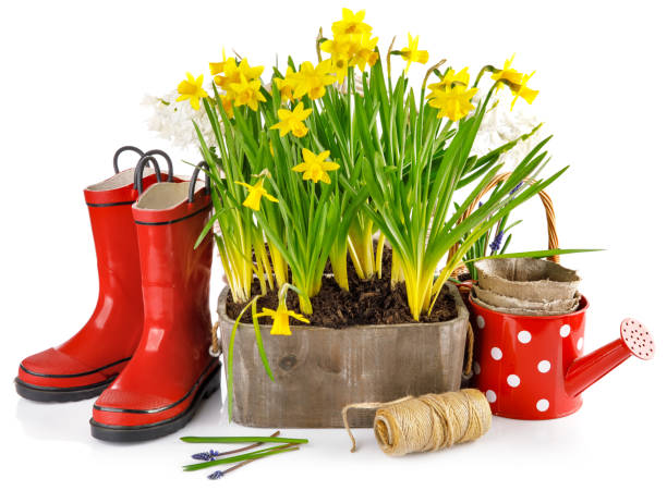 istock Spring flowers in pot with red rubber boots and garden tools. Ga 2078184410