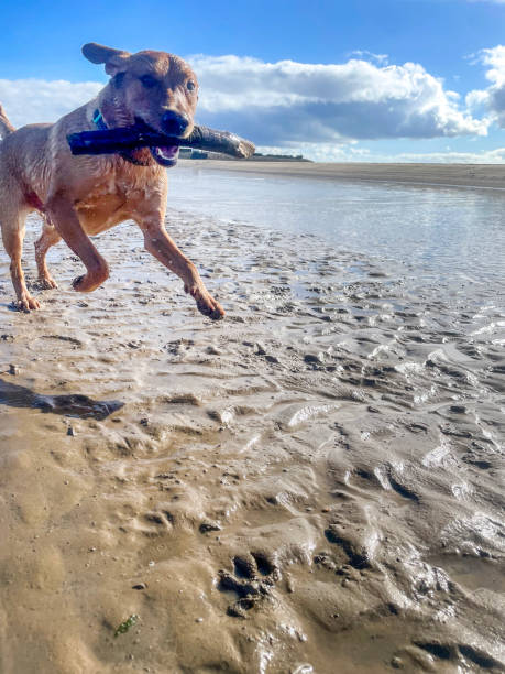 Labrador dog running on seashore