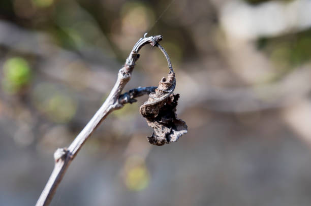 Dry brown gray leaf on dry twig
