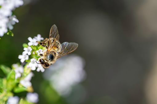 Hornet on Aster,Eifel,Germany.\nPlease see more than 1000 insect pictures of my Portfolio.\nThank you!