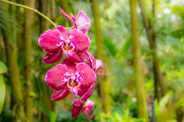 in Florida, United States