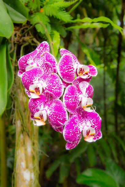 istock Pretty flower in a public tropical garden 2078198629