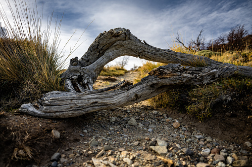 Barren Patagonian landscape with dead trees, wood, and dry grass in autumn
