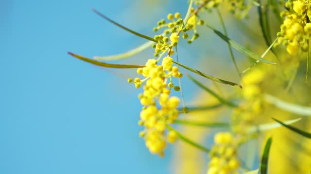 Yellow flowers of acacia saligna Golden Wreath Wattle tree 4K