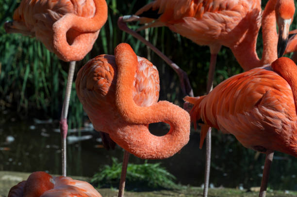 istock Red flamingo with its head hidden under its feathers. 2078210293