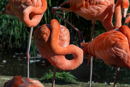 A red flamingo with its head hidden under its feathers. There are other flamingos around. Dark blurred background.