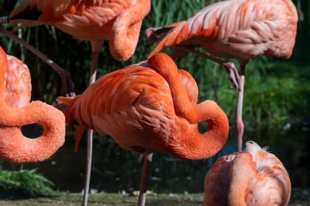 istock Red flamingo with its head hidden under its feathers. 2078210306