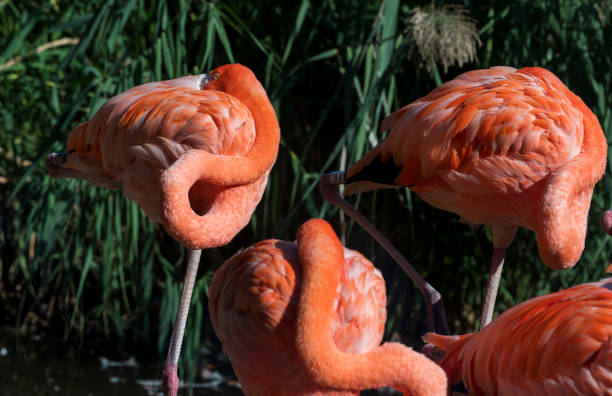istock Red flamingo with its head hidden under its feathers. 2078210315