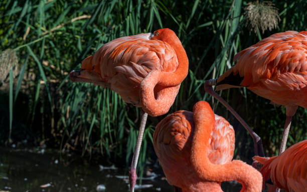 istock Red flamingo with its head hidden under its feathers. 2078210319