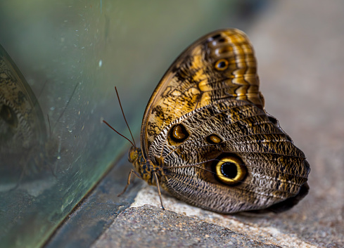 Close-up of brown Owl butterfly with green blurred background.
