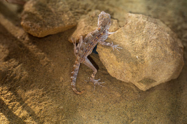 istock Yellow-brown Gecko on sand and rocks. 2078210853