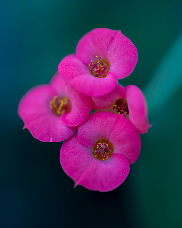 Detail of the pink flower of the Euphorbia plant. Dark blurred background.