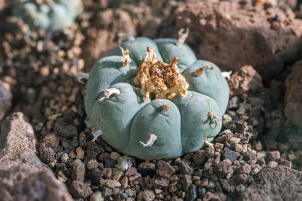 istock Peyote cactus grows on the ground 2078211392