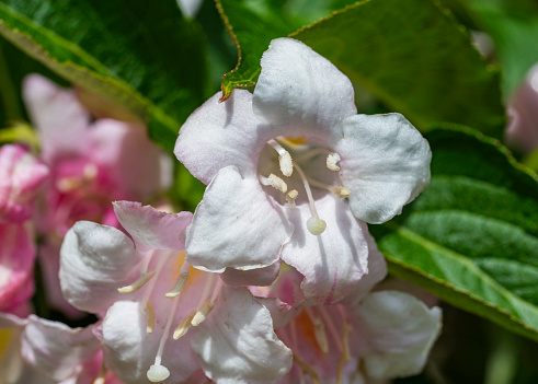 Detail of the white flower of the Weigela florida plant.