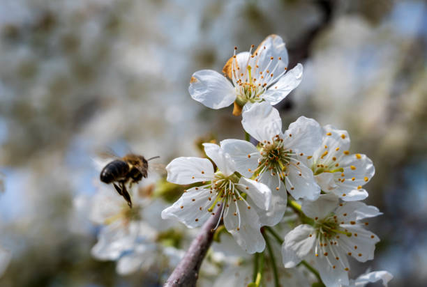 Orchard at spring time. Close up view of honeybee on white flower of sweet cherry tree. Honeybee collecting pollen and nectar to make sweet honey. Small green leaves and white flowers of sweet cherry tree blossoms at spring day in garden.