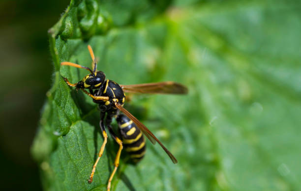 istock Detail of a wasp standing on green leaf 2078222053
