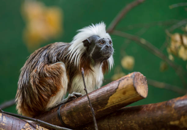 istock Saguinus oedipus sits on a wooden twig 2078222604
