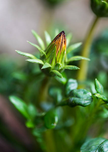 Young bud of Gazania linearis plant