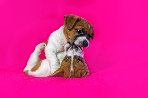 two Jack Russell terrier puppies play with each other against a pink background